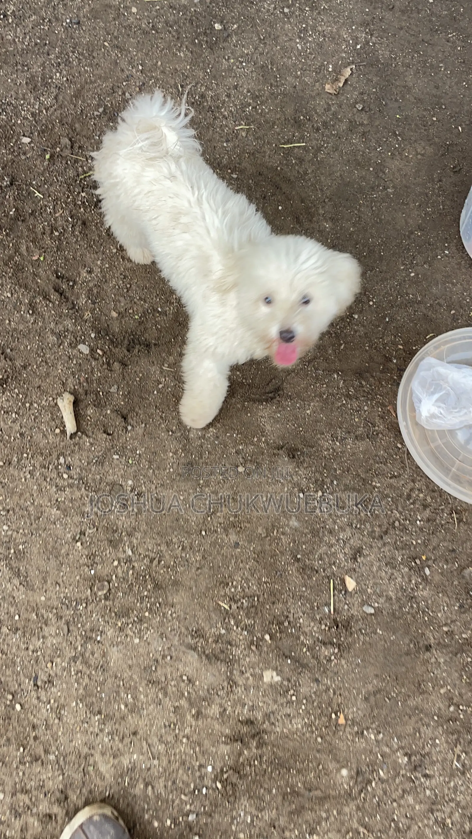 6-12 months Female Purebred Lhasa Apso