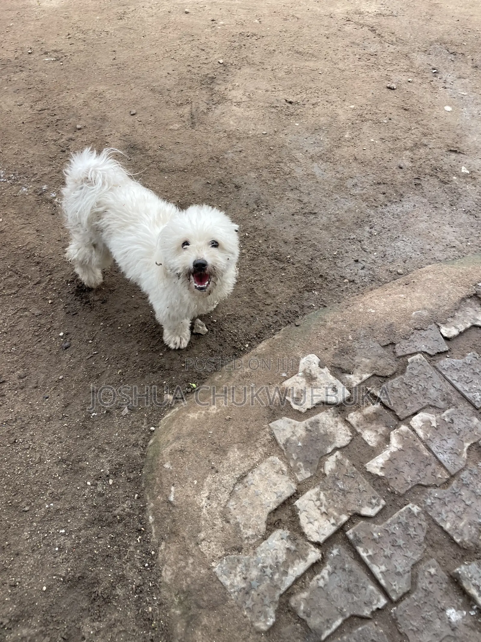 6-12 months Female Purebred Lhasa Apso