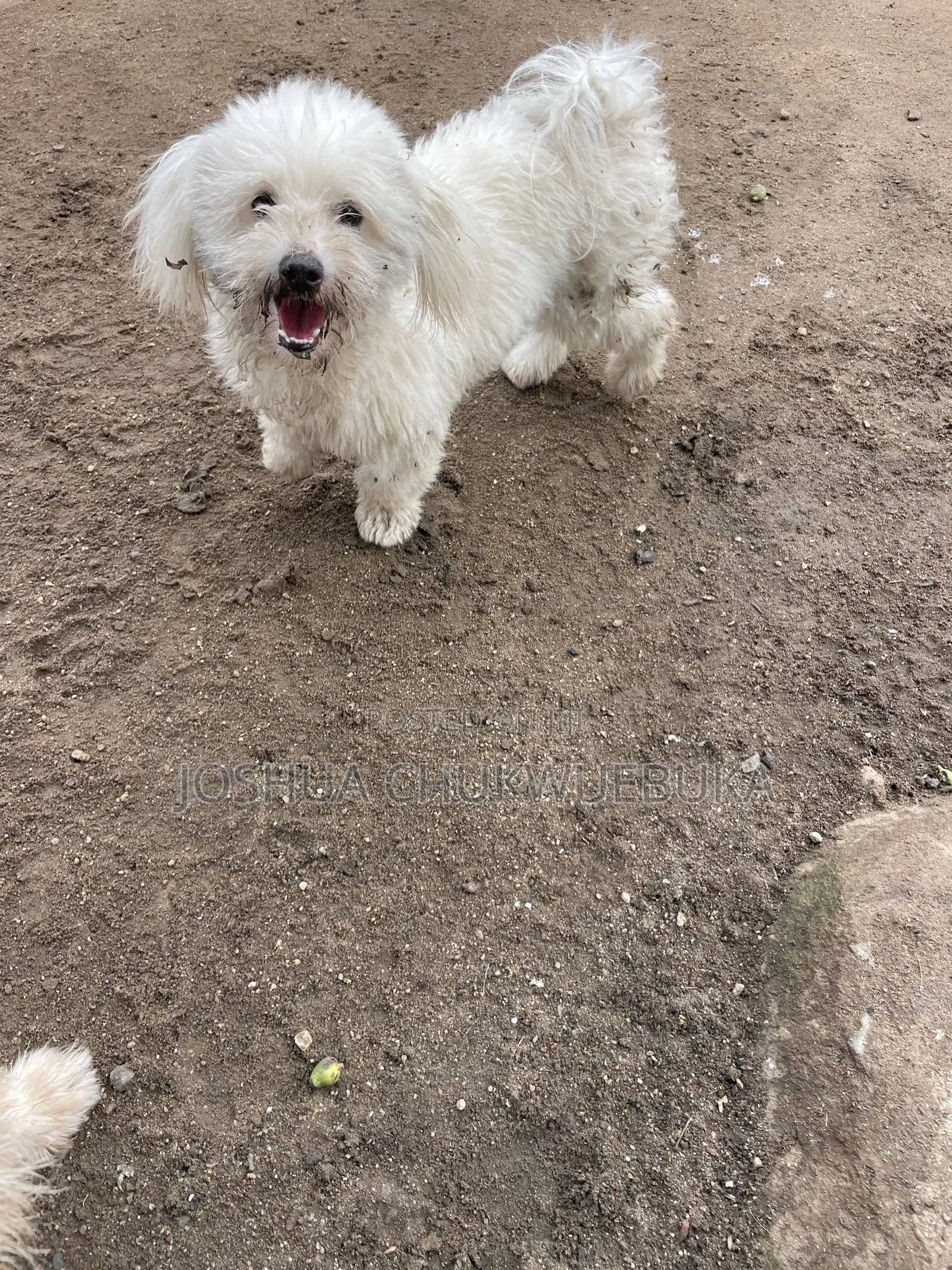 6-12 months Female Purebred Lhasa Apso