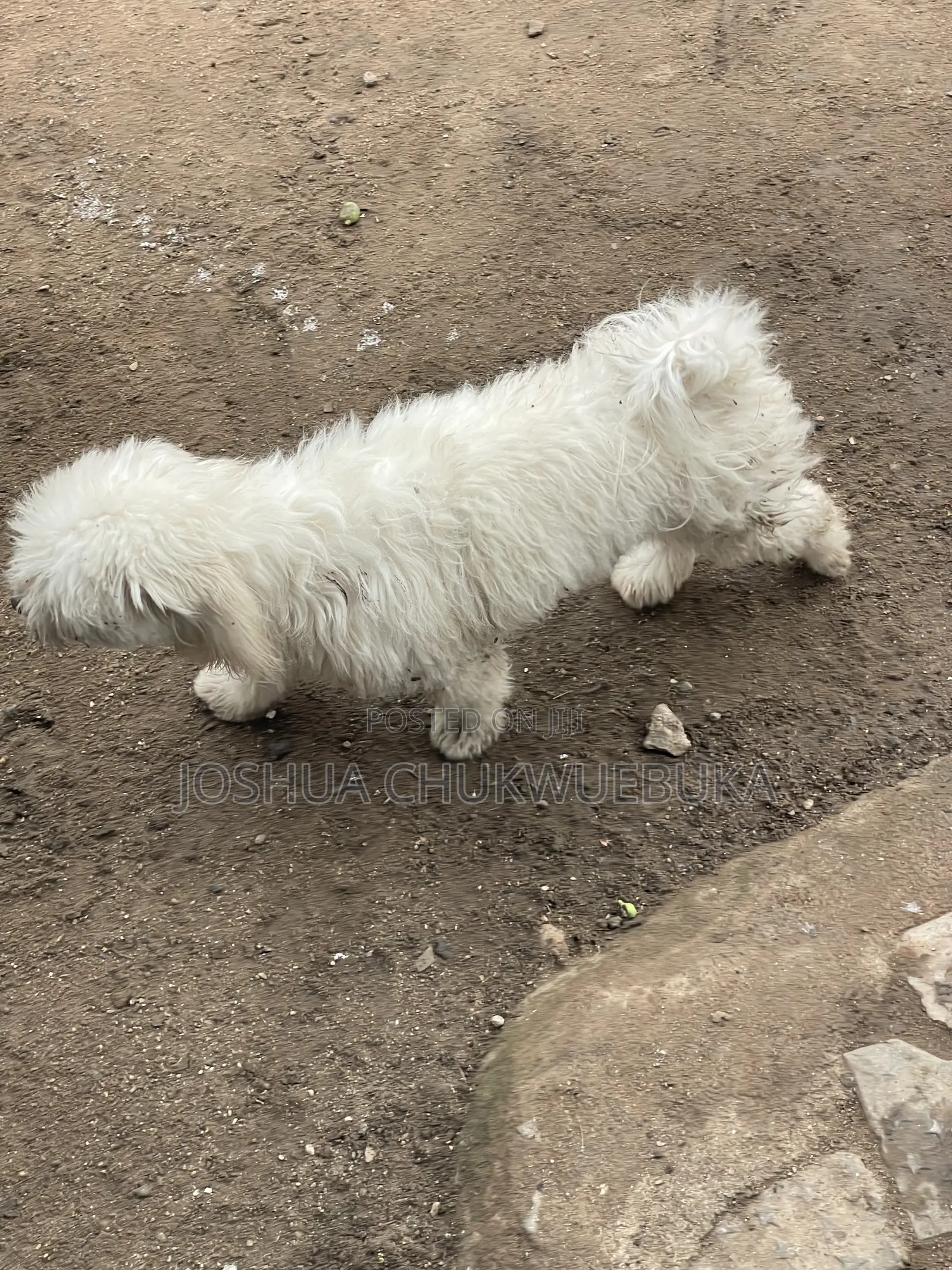 1+ year Female Purebred Lhasa Apso