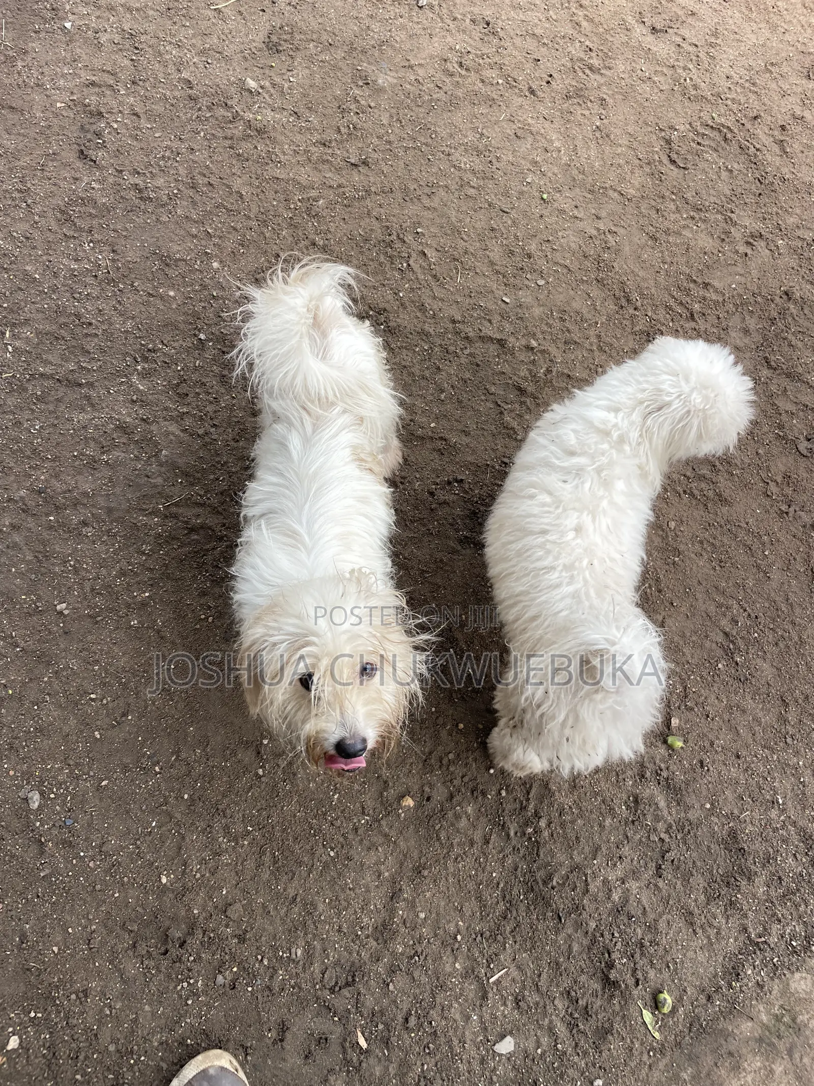 1+ year Female Purebred Lhasa Apso