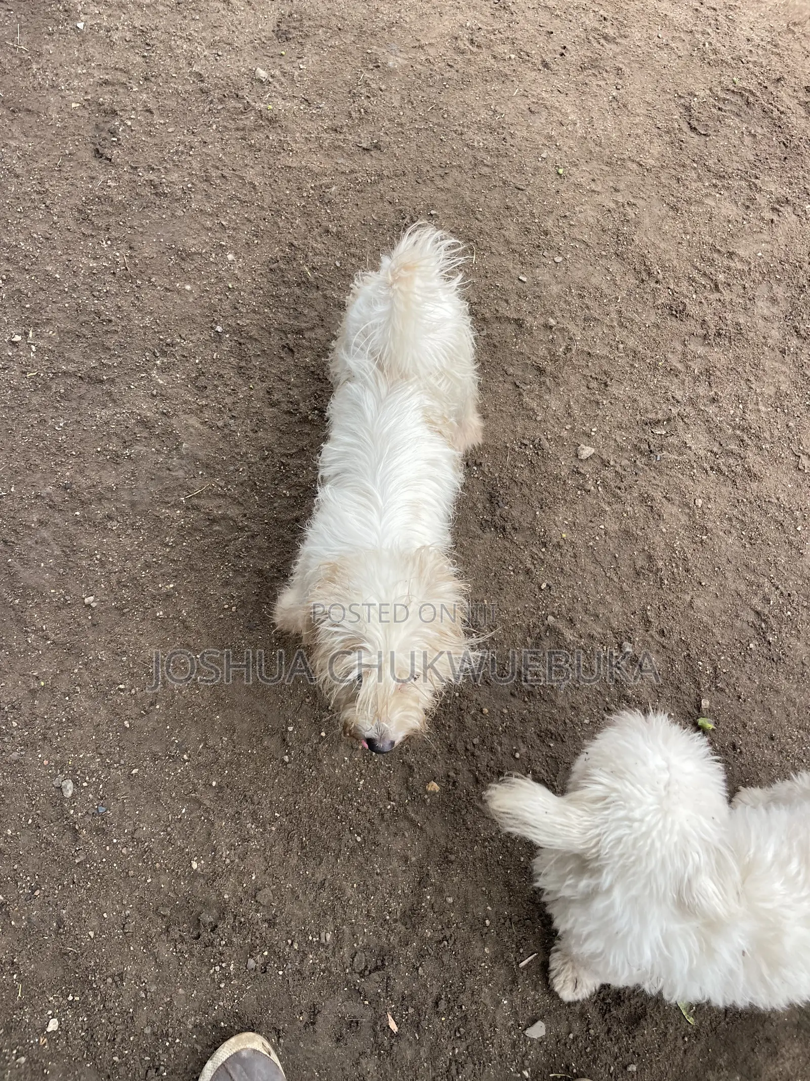 1+ year Female Purebred Lhasa Apso