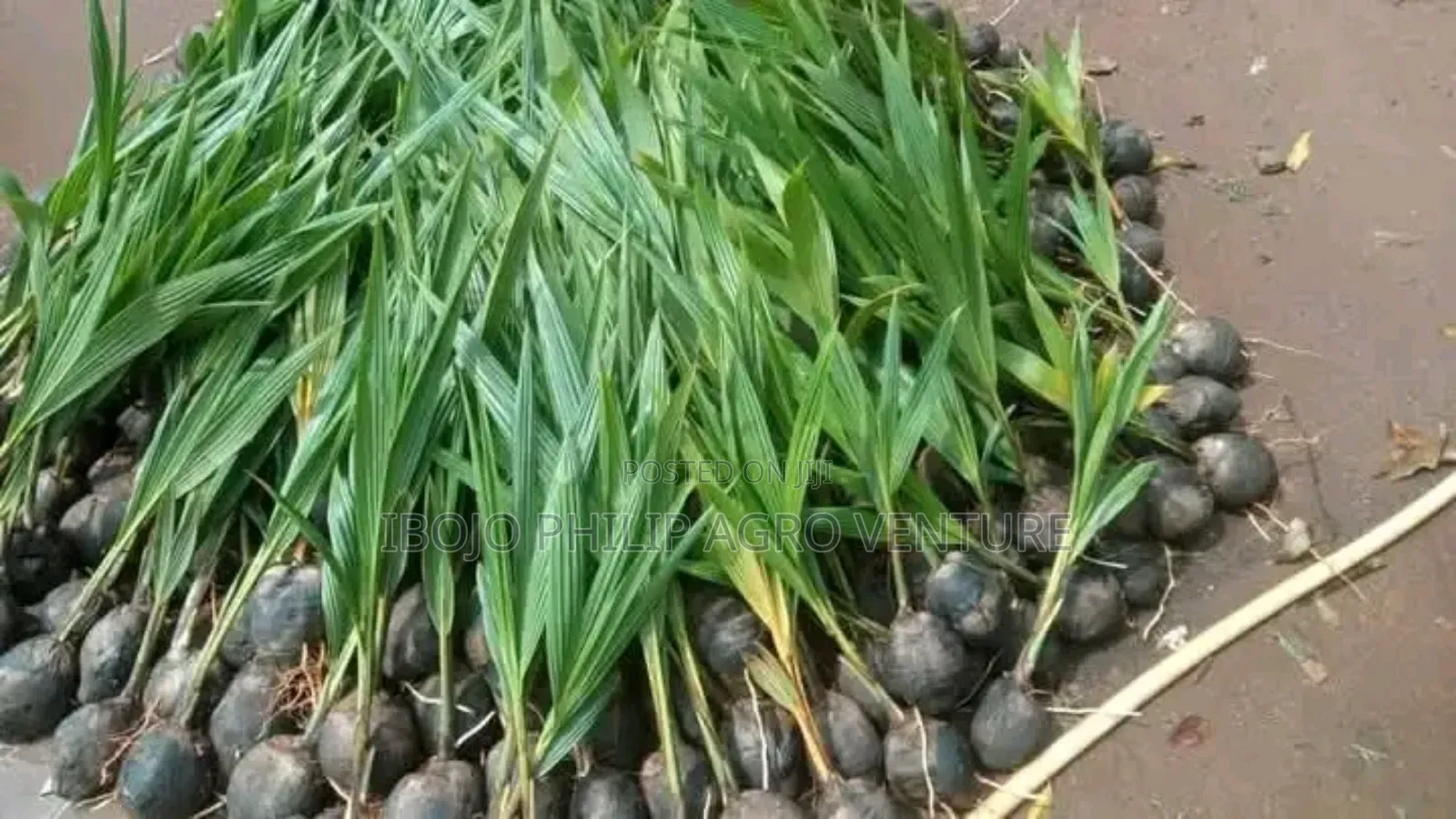 Hybrid Malaysia Supergen Palm Seedlings