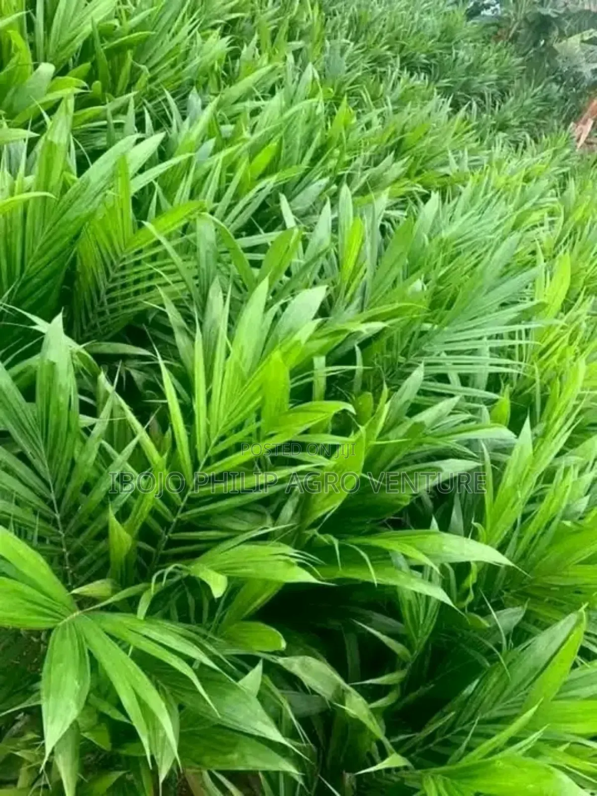 Hybrid Malaysia Supergen Palm Seedlings