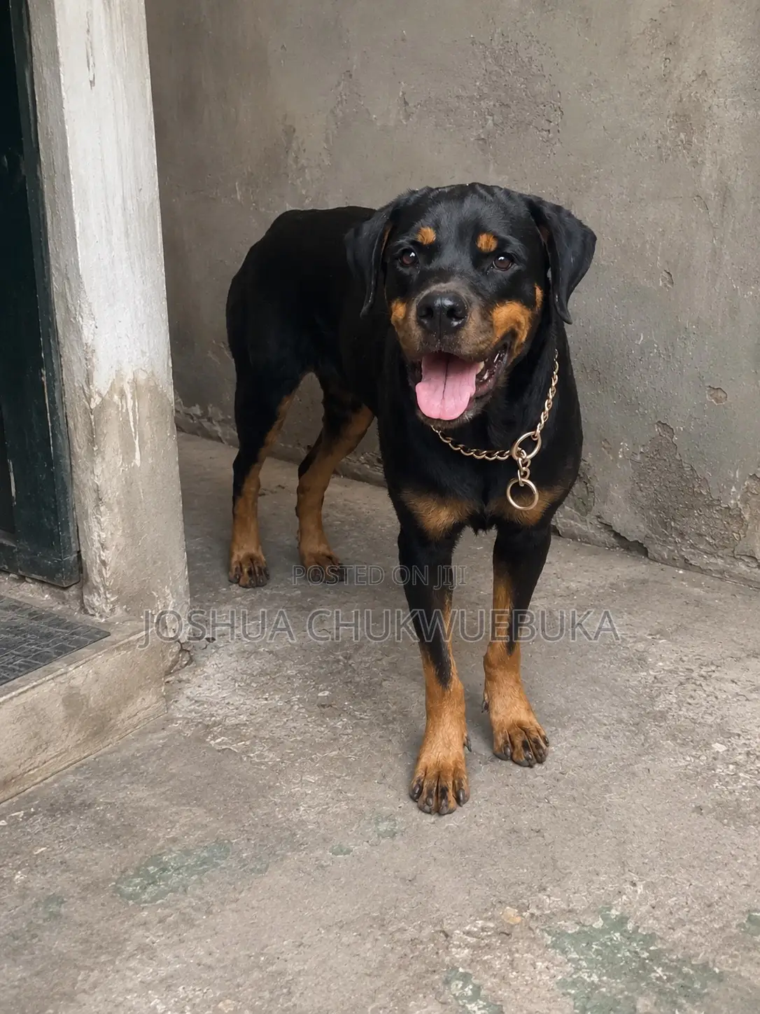 1+ year Female Purebred Rottweiler