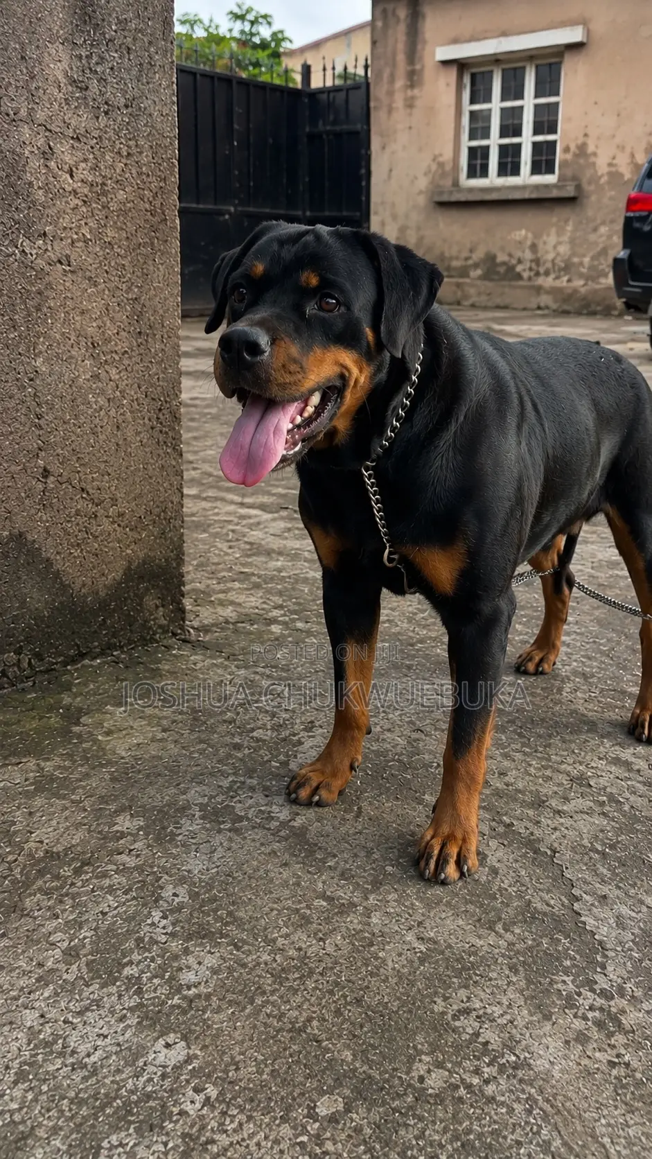 1+ year Female Purebred Rottweiler