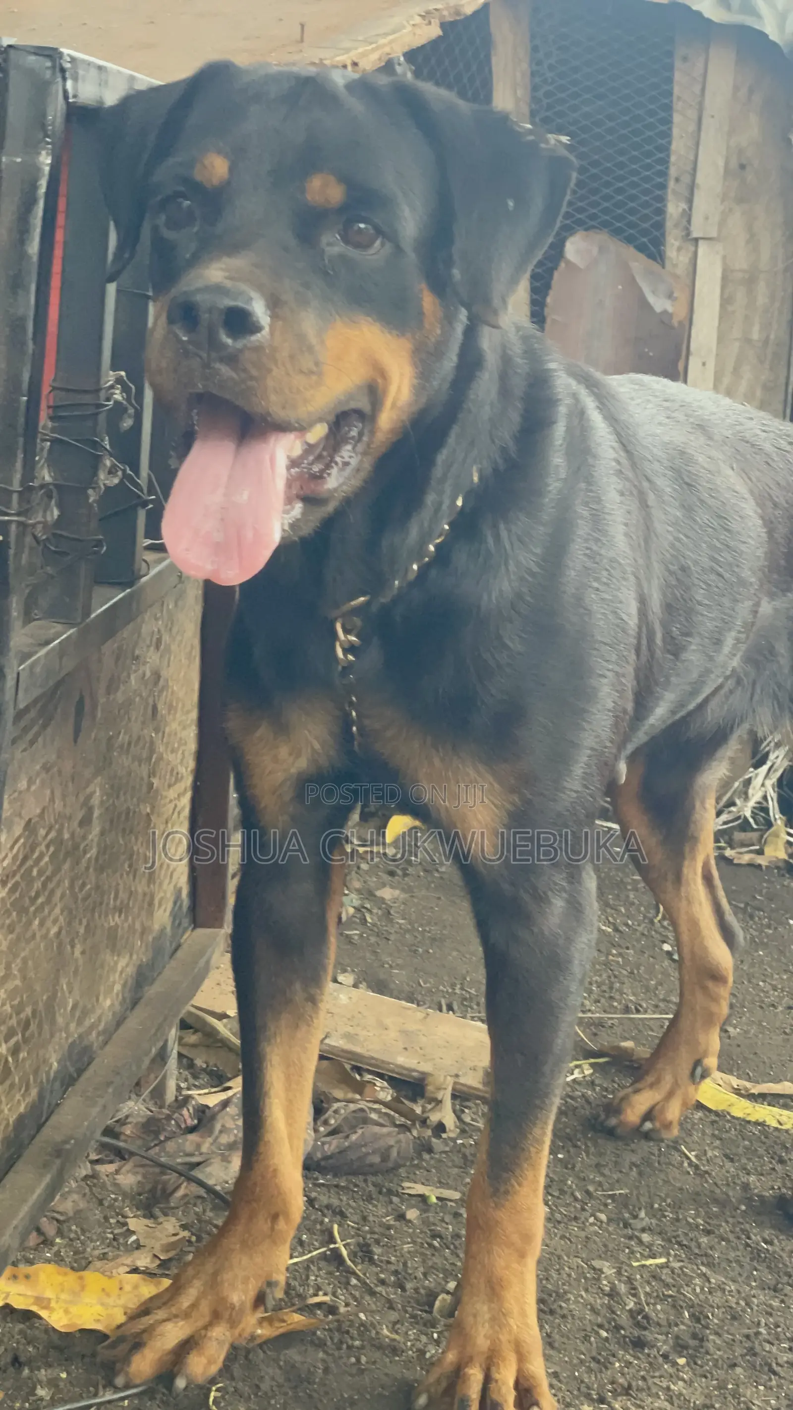 1+ year Female Purebred Rottweiler