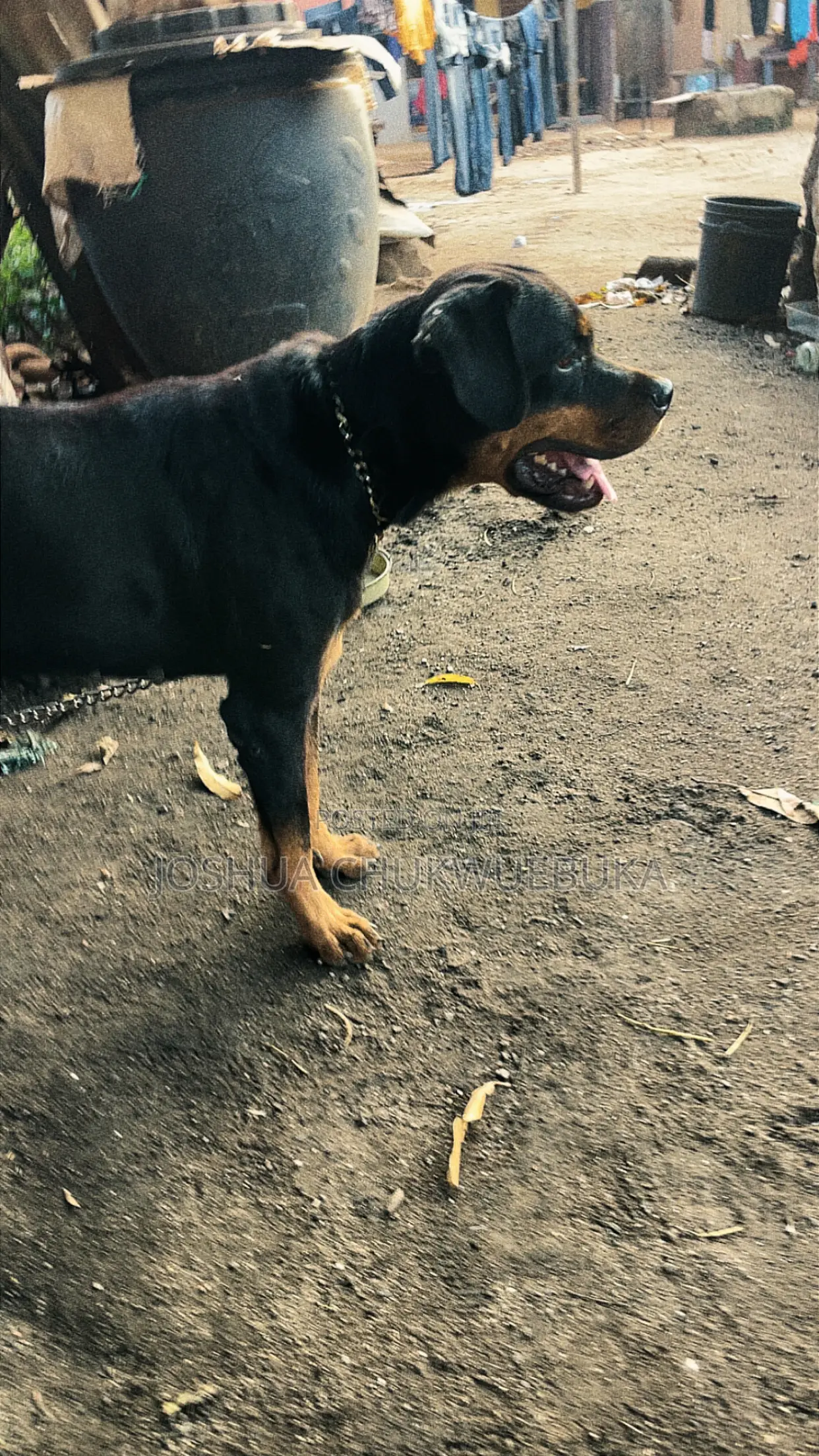 1+ year Female Purebred Rottweiler