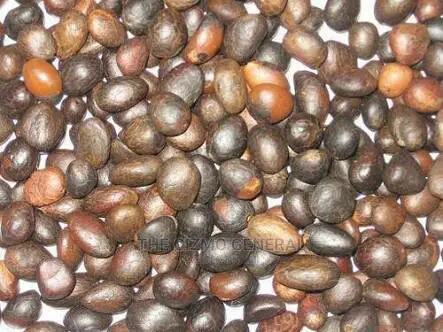 Palm Kernel Nuts for Sale