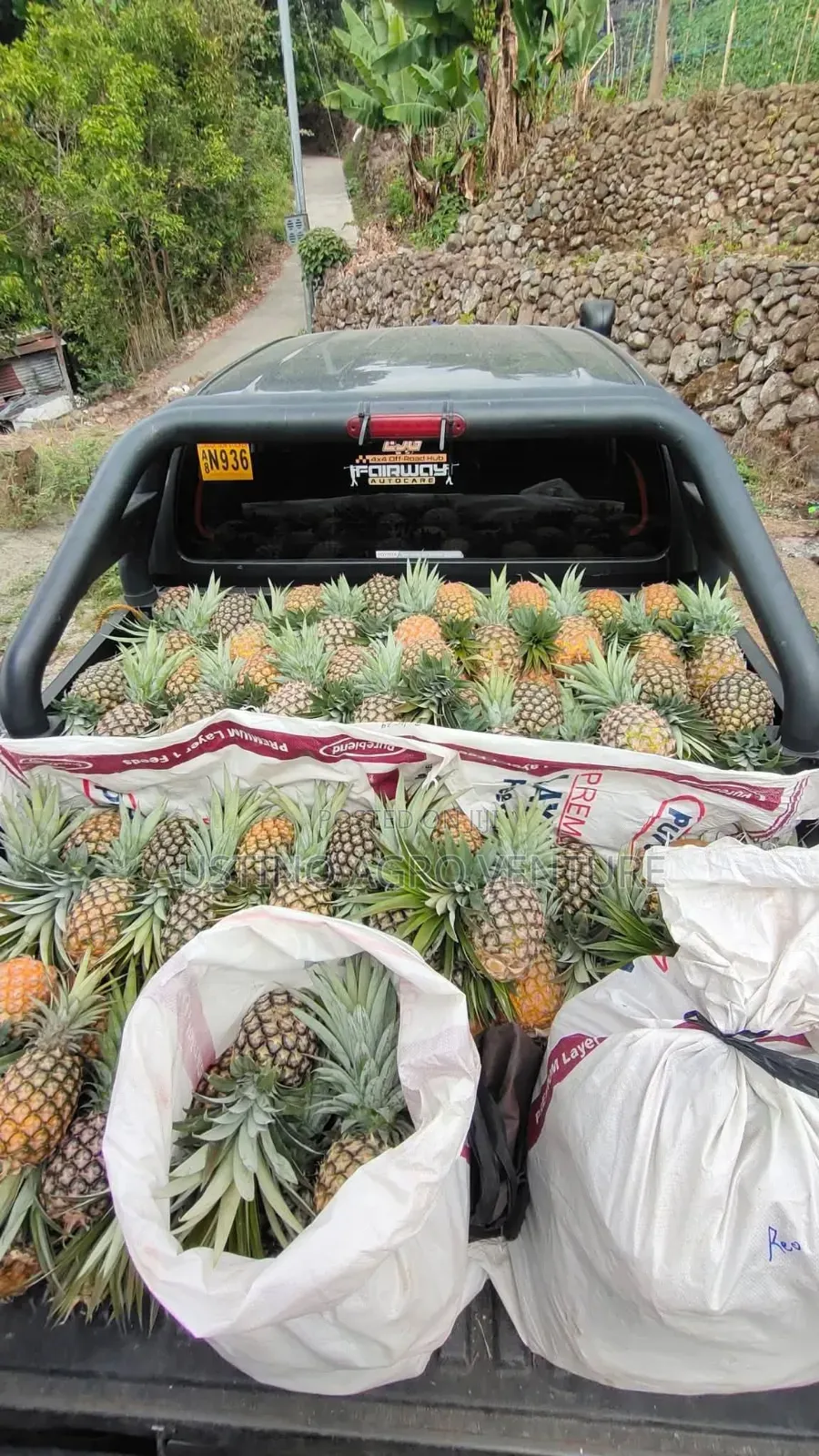Sweet Pineapple Suckers