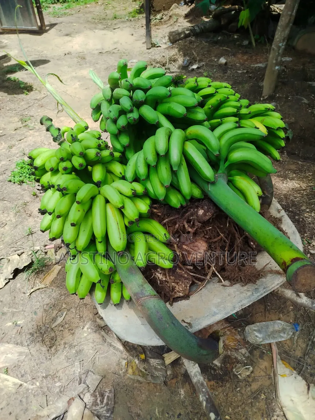 Dwarf Banana Suckers