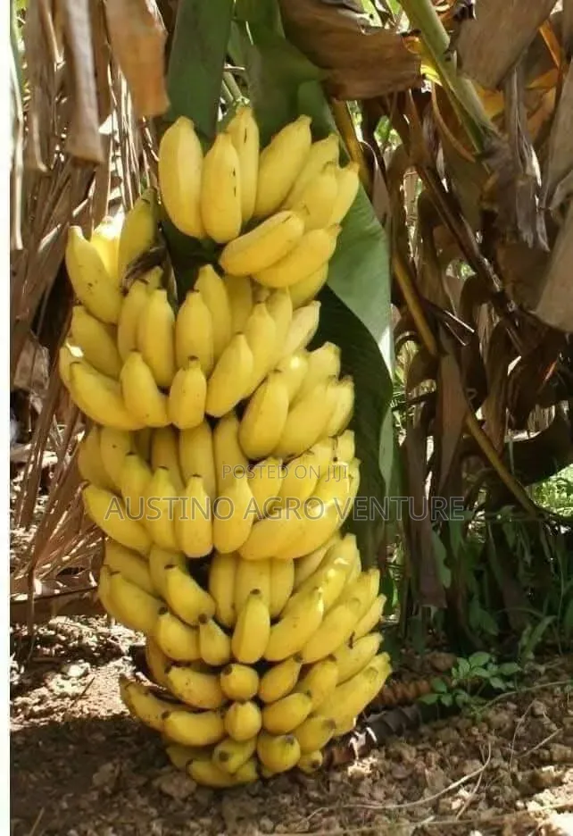 Dwarf Banana Suckers