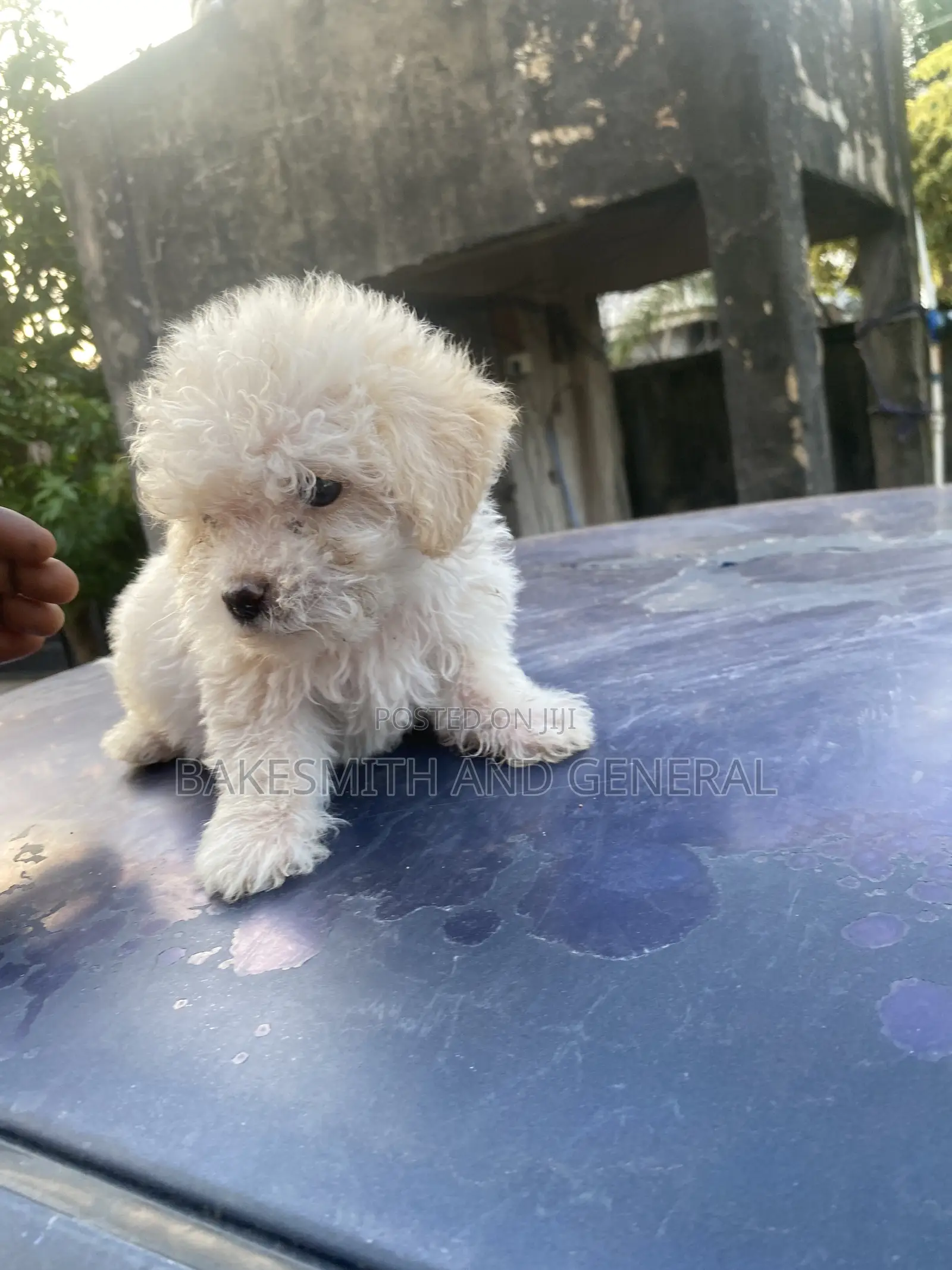 1-3 months Female Purebred Lhasa Apso