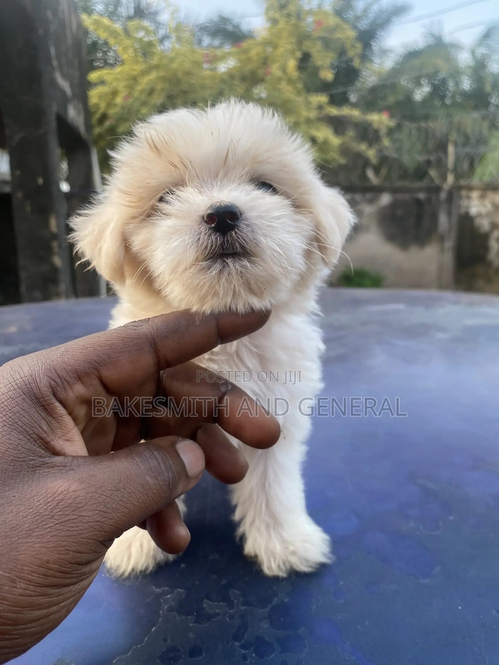 1-3 months Female Purebred Lhasa Apso