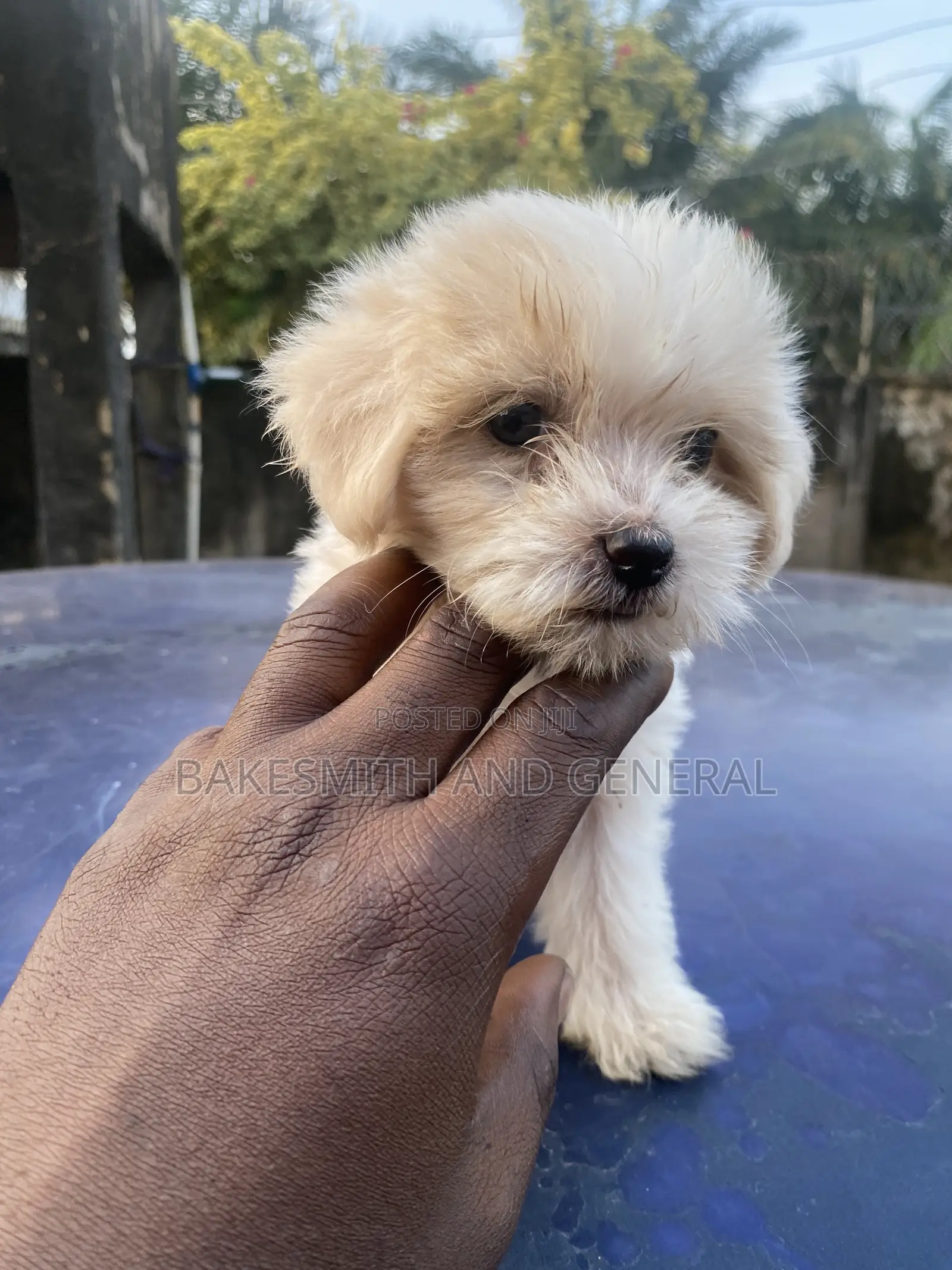 1-3 months Female Purebred Lhasa Apso