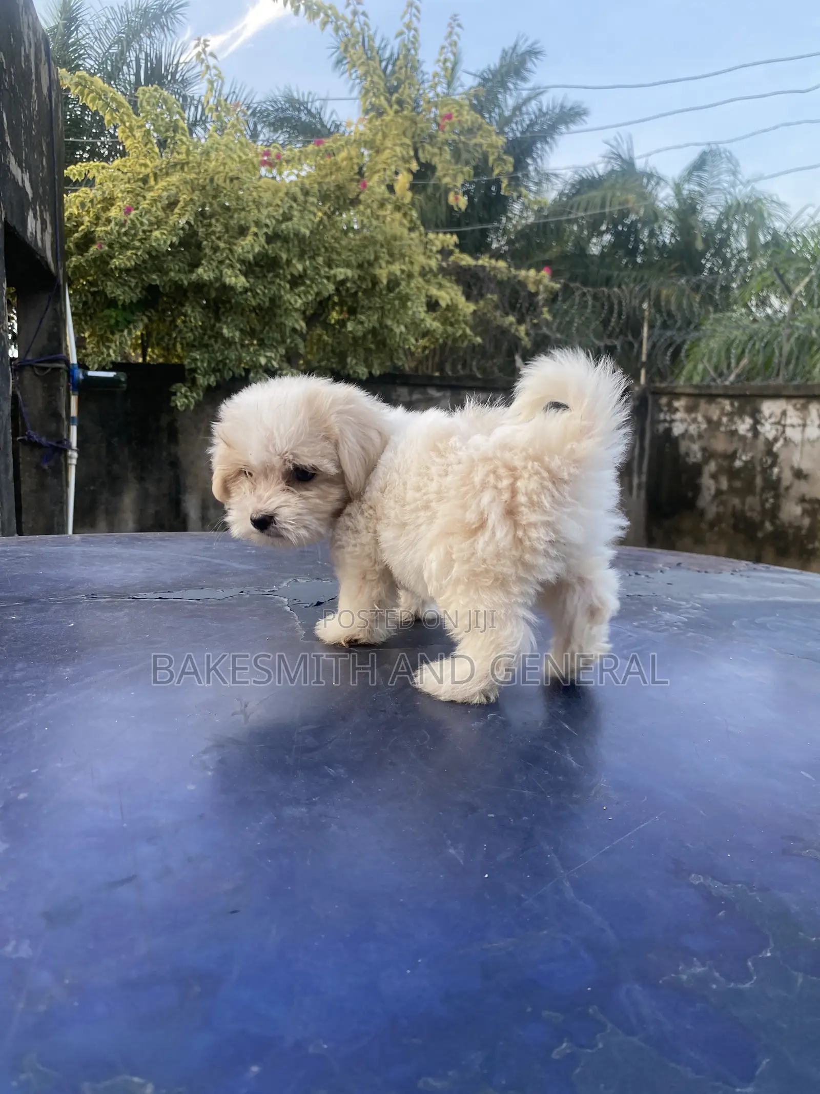 1-3 months Female Purebred Lhasa Apso