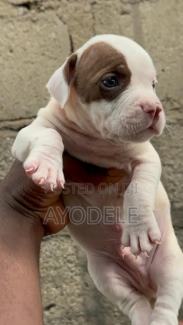 1-3 months Male Purebred American Pit Bull Terrier