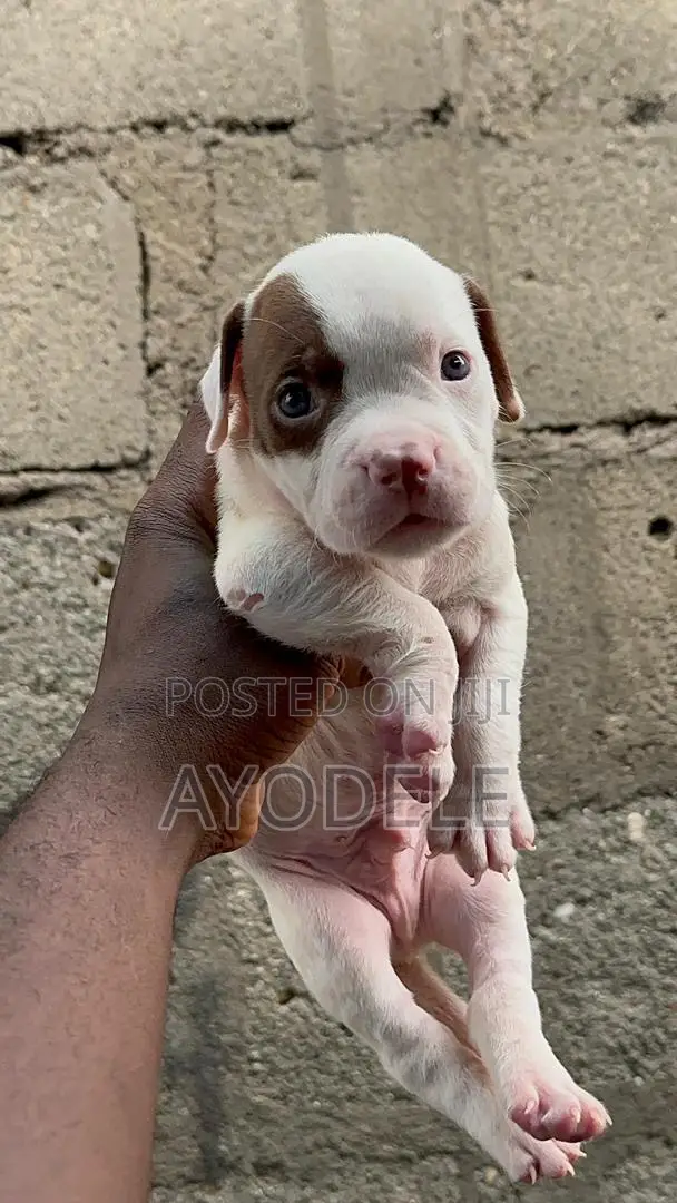 1-3 months Male Purebred American Pit Bull Terrier