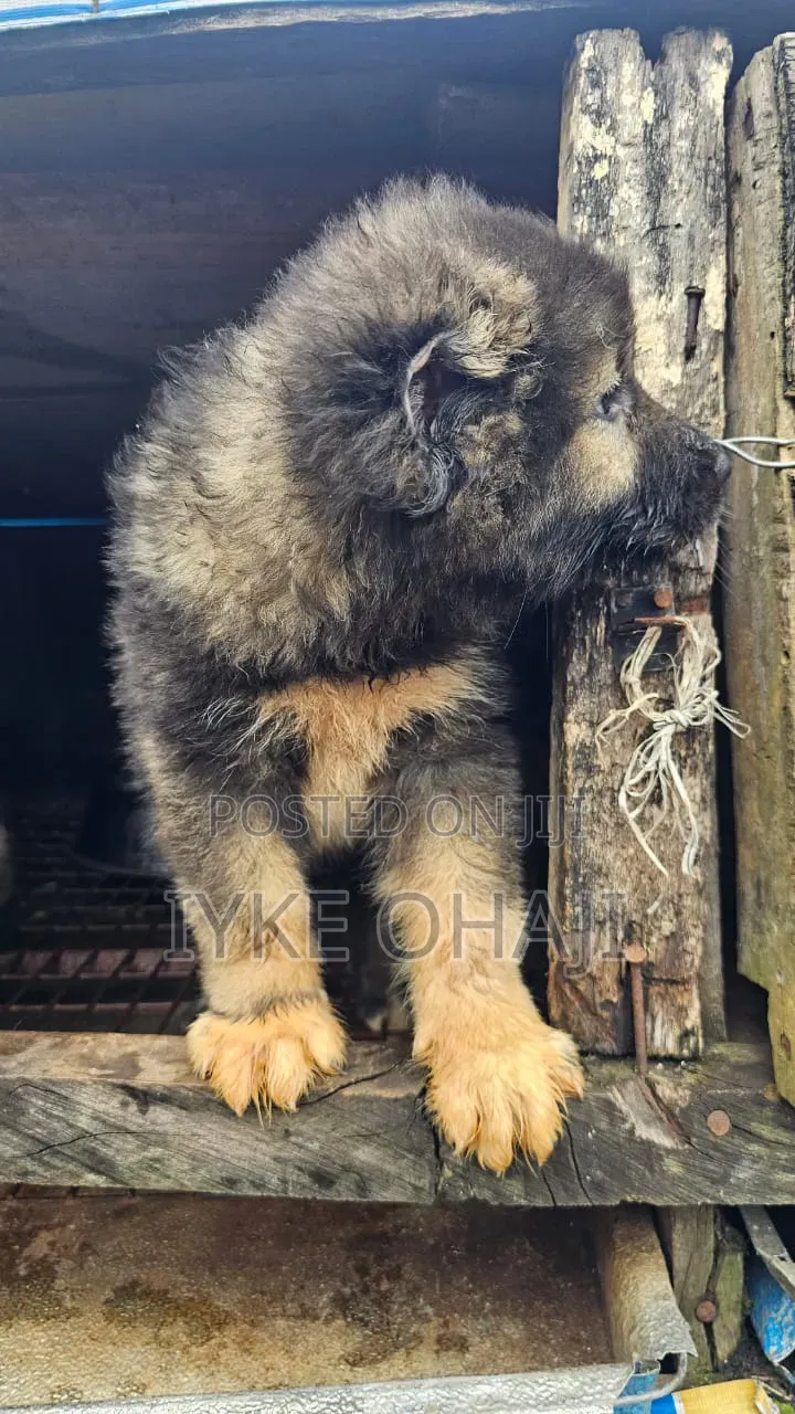 1-3 months Female Purebred Caucasian Shepherd