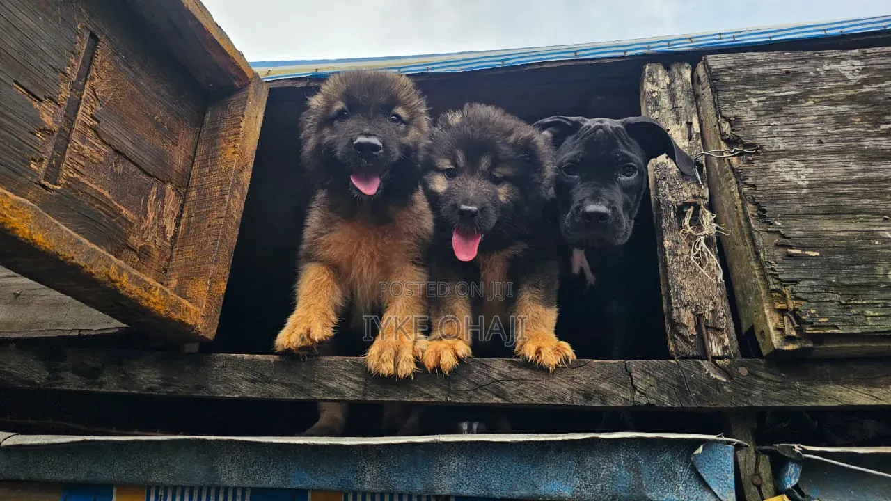 1-3 months Female Purebred Caucasian Shepherd