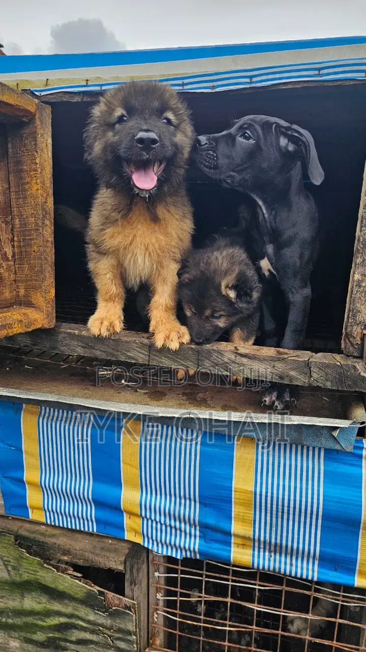 1-3 months Female Purebred Caucasian Shepherd