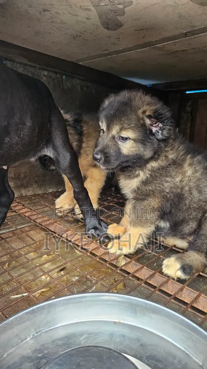 3-6 months Male Purebred Caucasian Shepherd