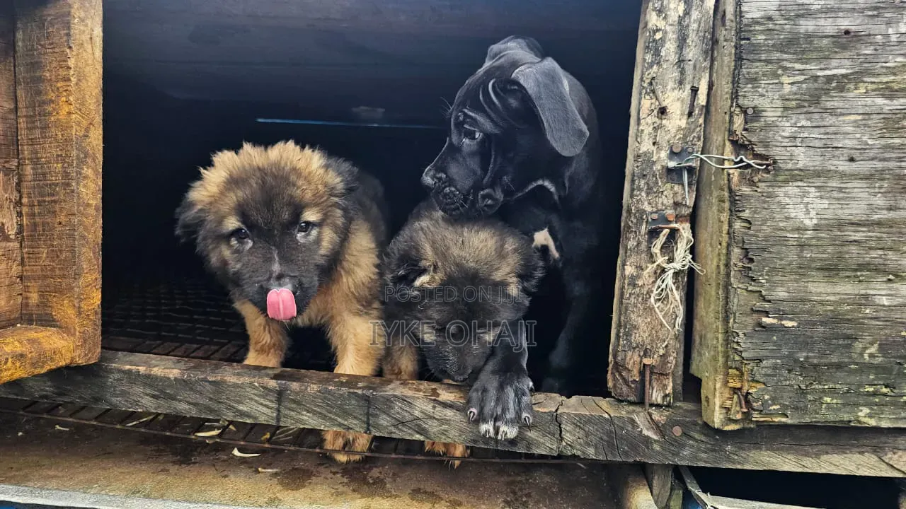 3-6 months Male Purebred Caucasian Shepherd
