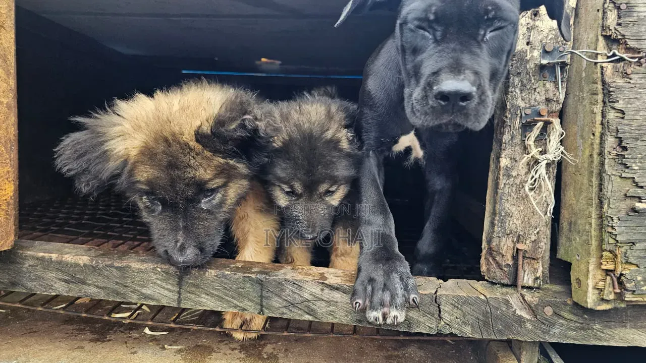 3-6 months Male Purebred Caucasian Shepherd