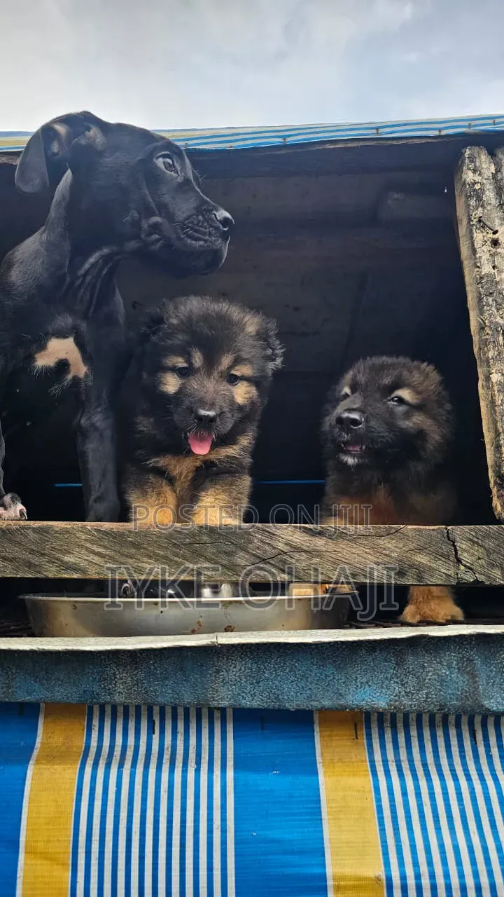 3-6 months Male Purebred Caucasian Shepherd