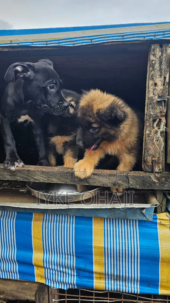 3-6 months Male Purebred Caucasian Shepherd