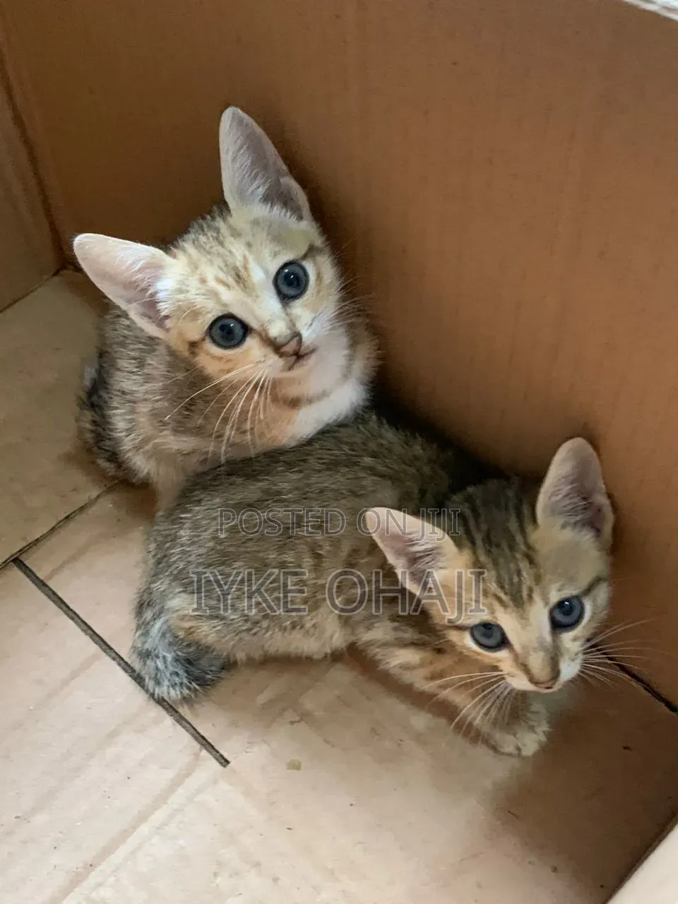 1-3 months Female Purebred American Shorthair
