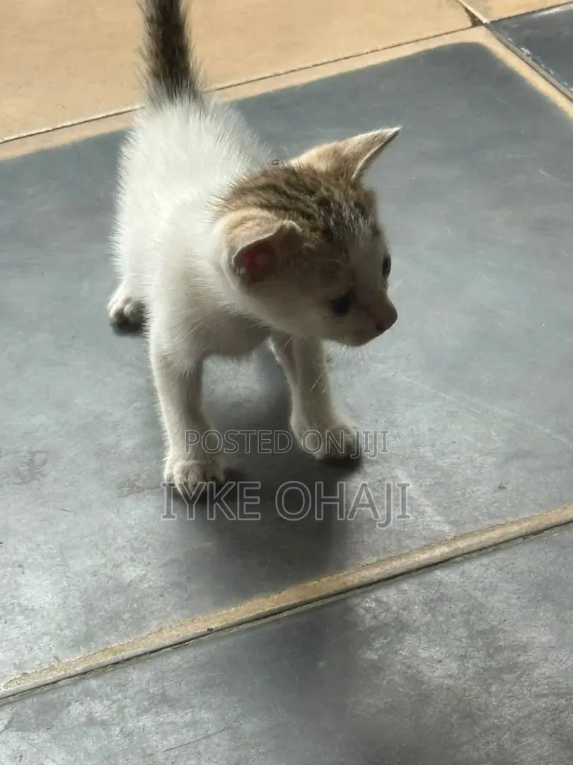 1-3 months Female Purebred American Shorthair