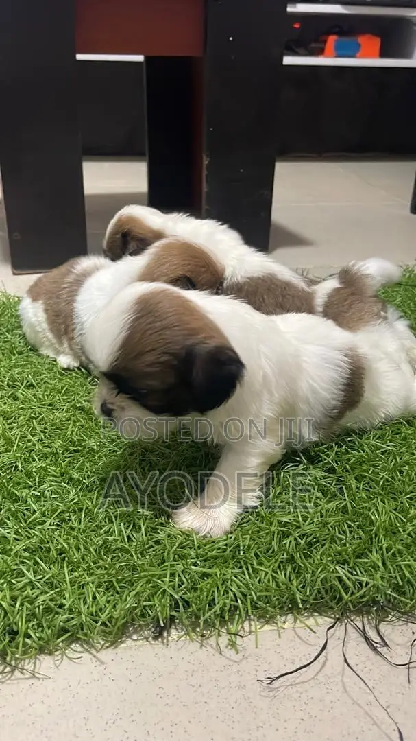 1-3 months Female Purebred Shih Tzu