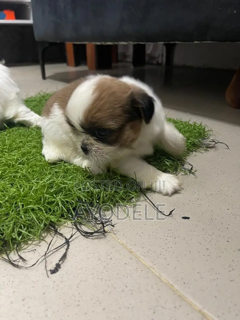1-3 months Female Purebred Shih Tzu