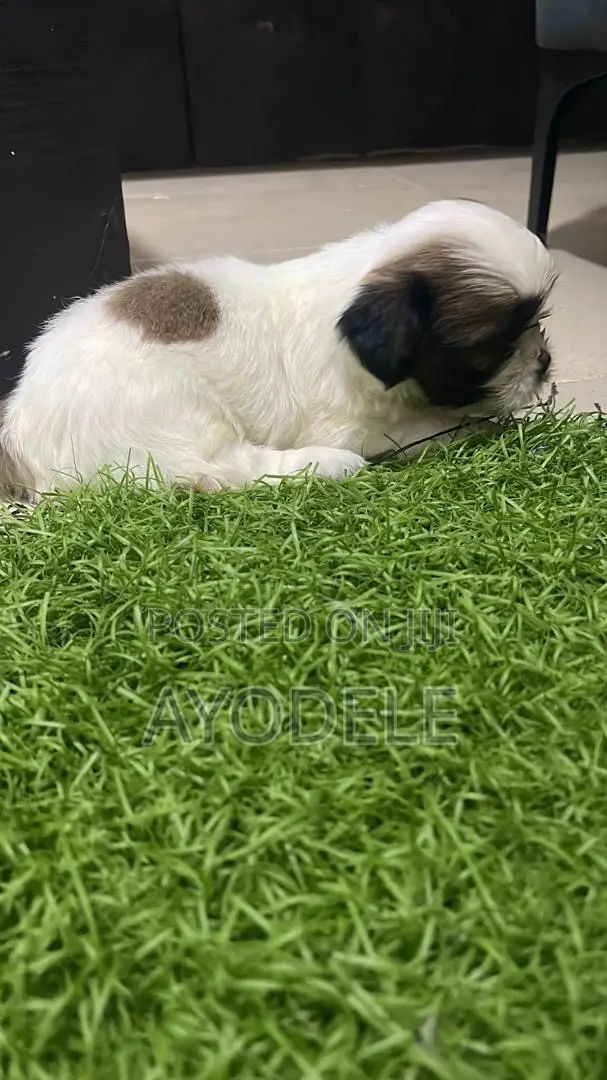 1-3 months Female Purebred Shih Tzu