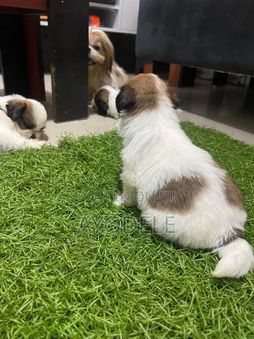 1-3 months Female Purebred Shih Tzu