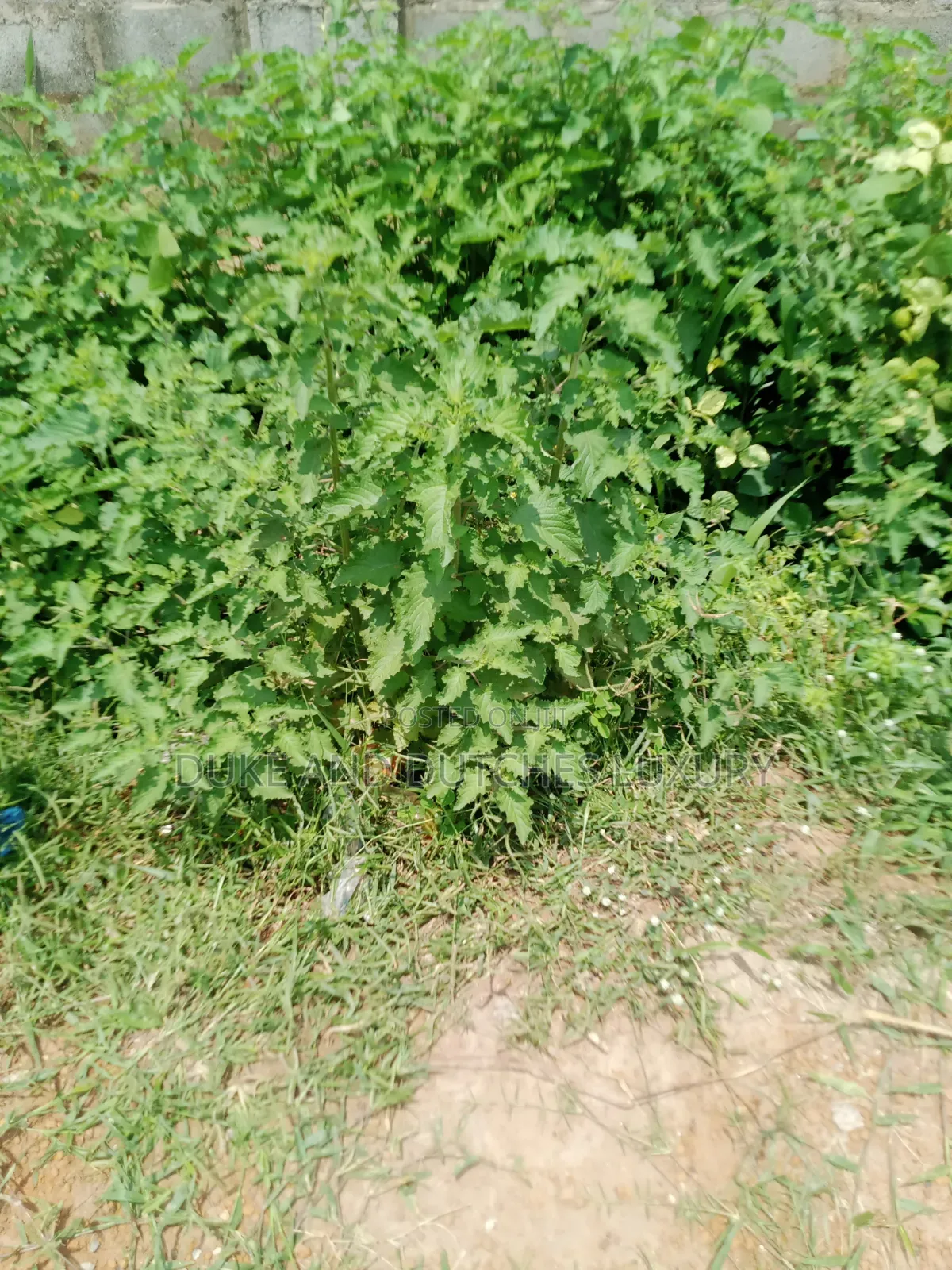 Land and Plots