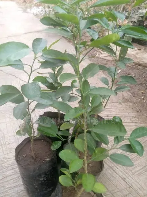 Budded Lime Seedlings