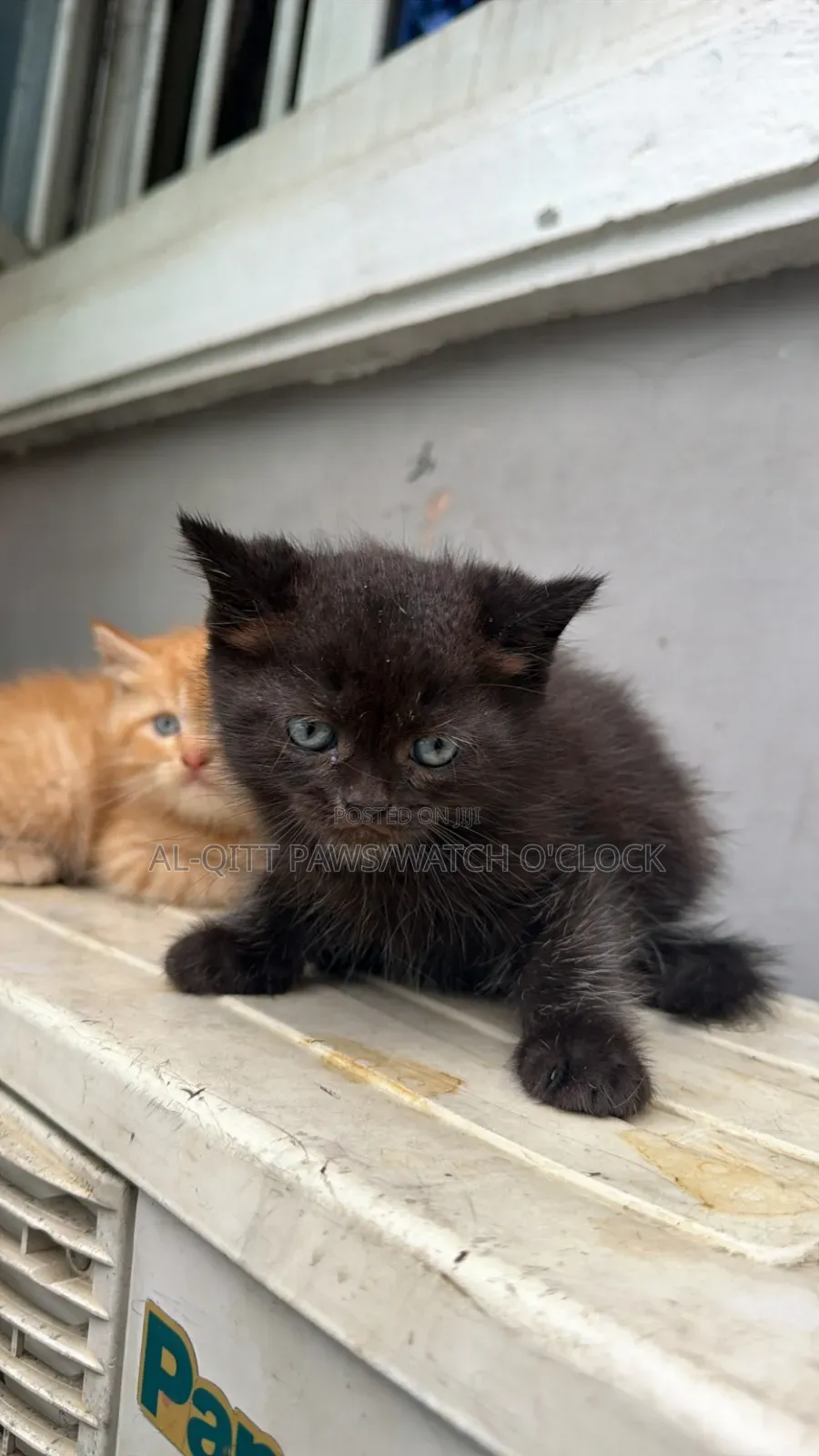 1-3 months Male Purebred British Shorthair