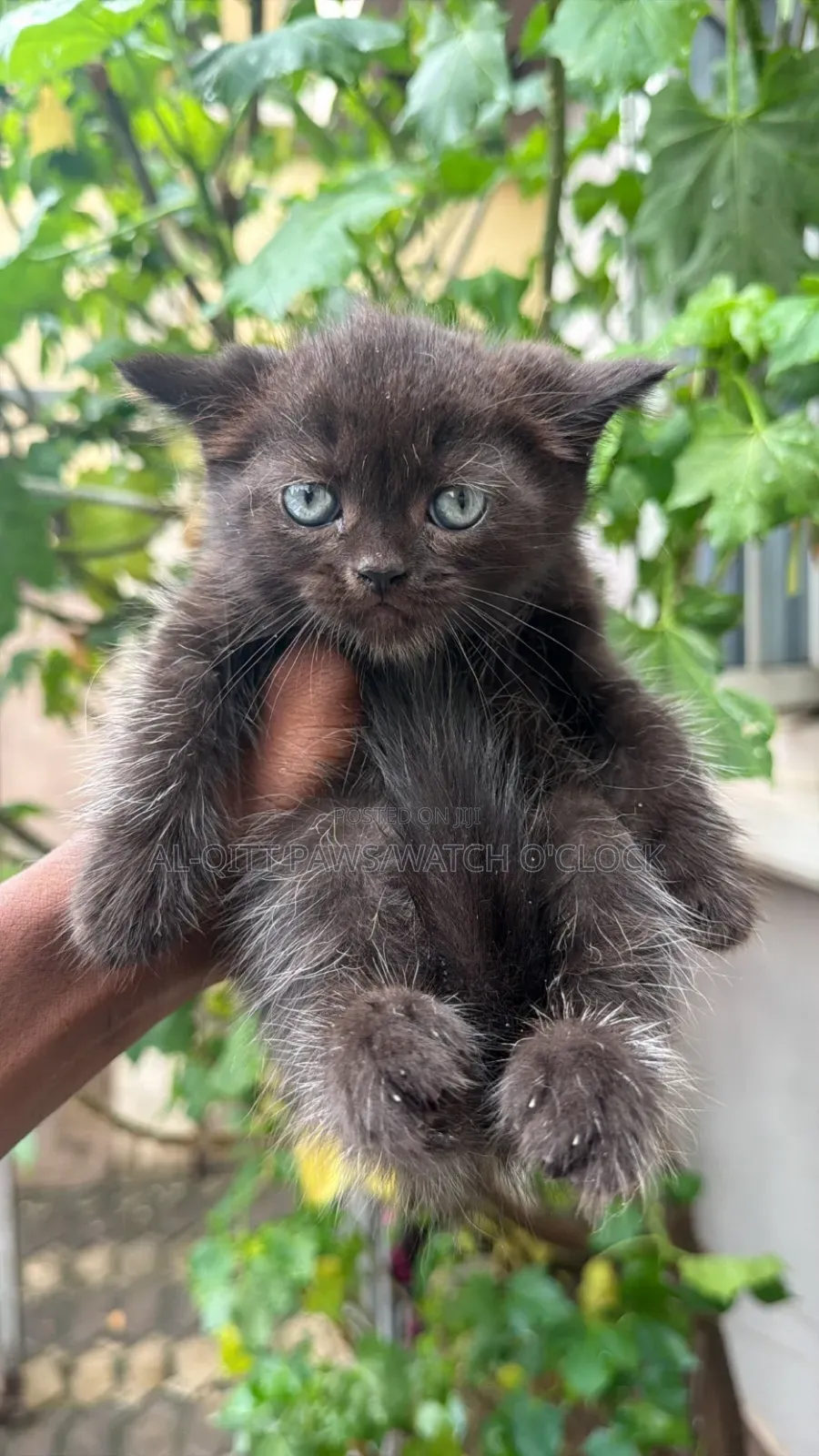 1-3 months Male Purebred British Shorthair