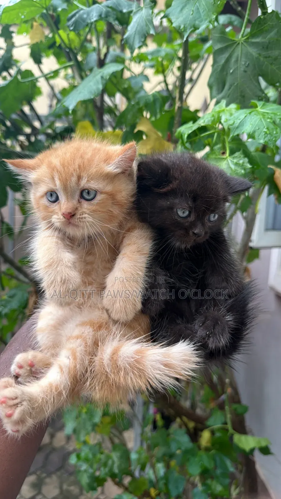 1-3 months Male Purebred British Shorthair