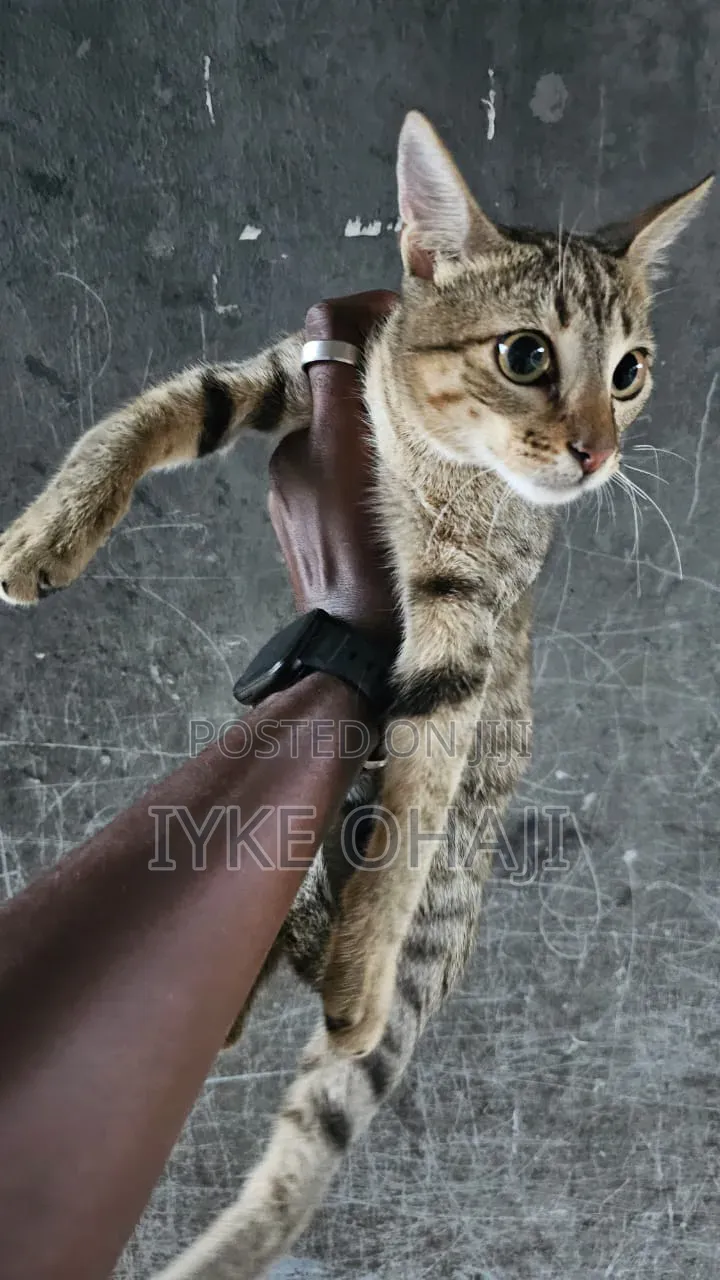 3-6 months Male Purebred American Shorthair