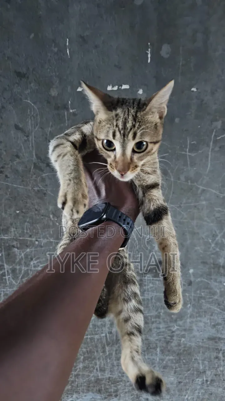 3-6 months Male Purebred American Shorthair