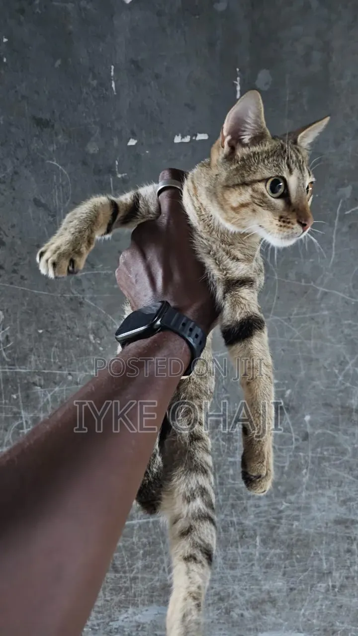 3-6 months Male Purebred American Shorthair