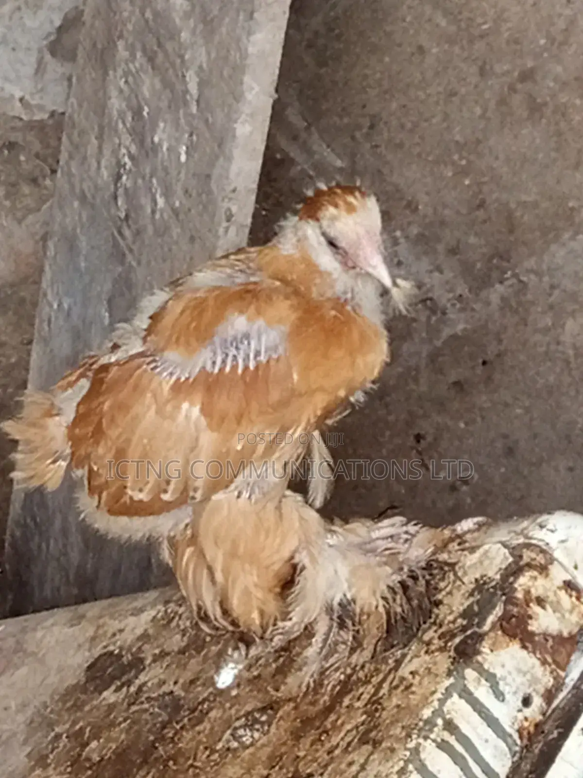 Brahmas Chicken