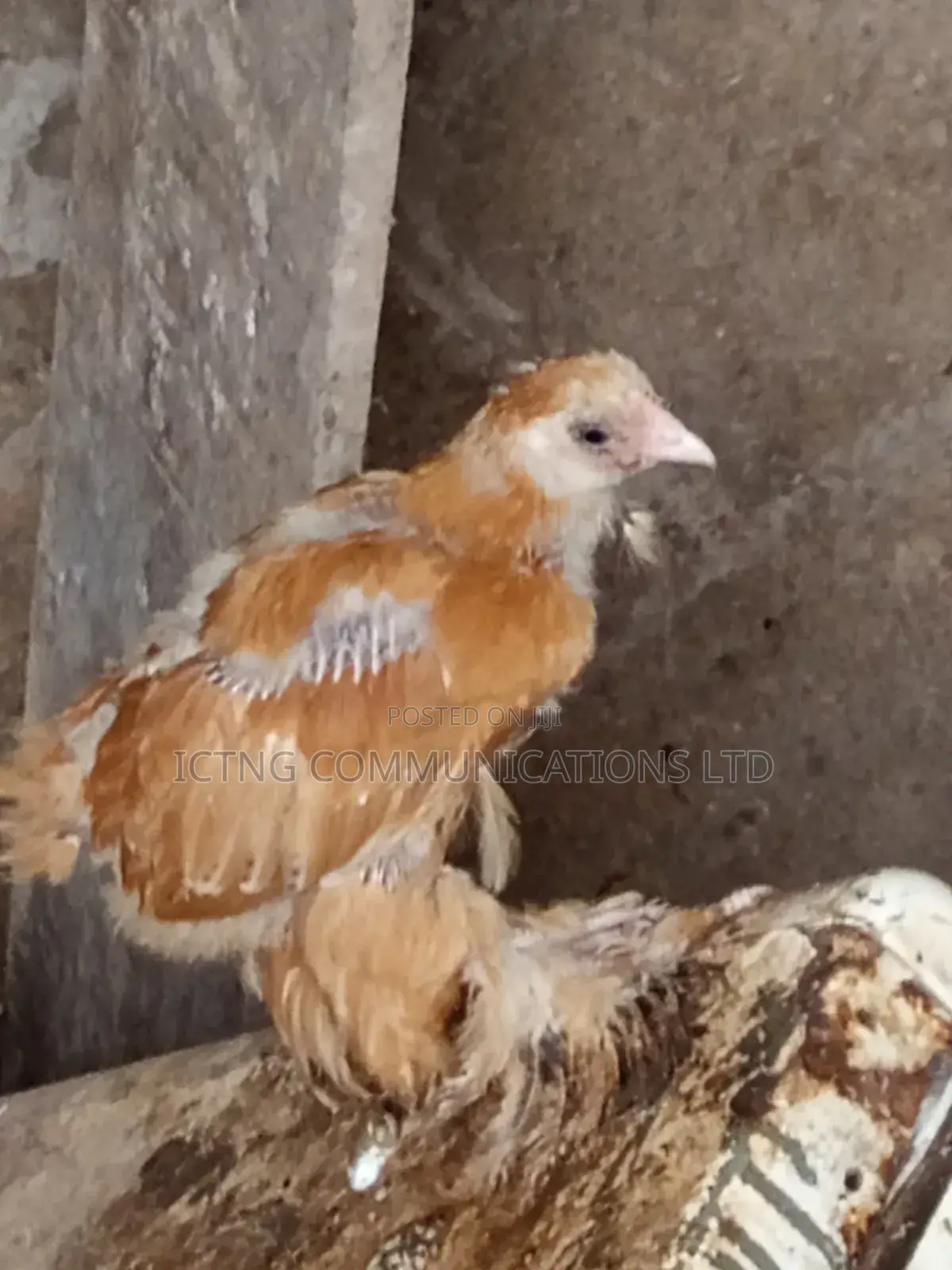 Brahmas Chicken