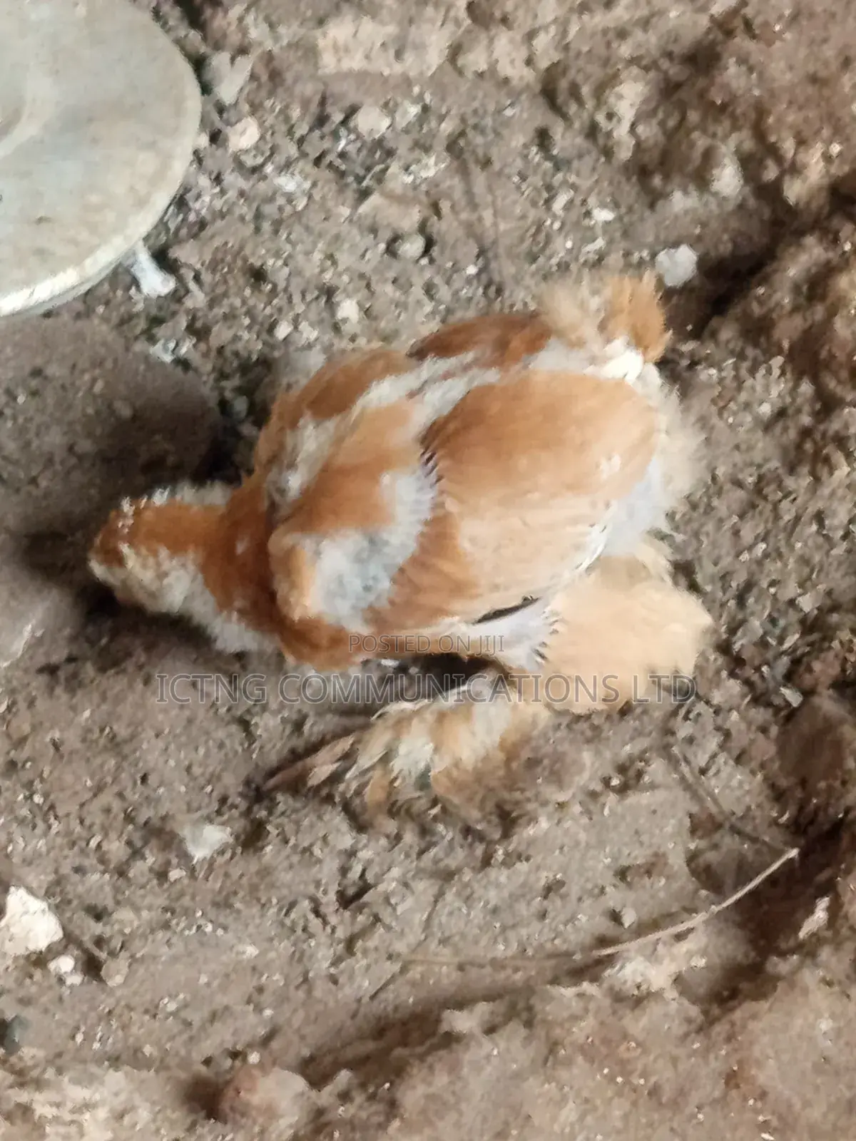 Brahmas Chicken