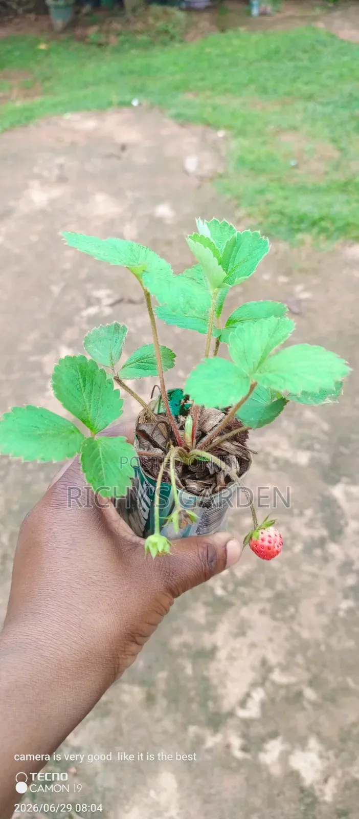 Live Strawberry Plants for Sale