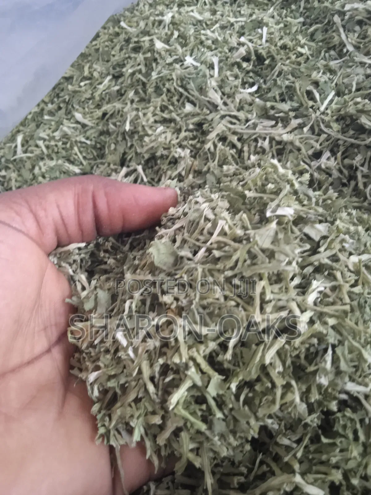 Cilantro Leave 1kg