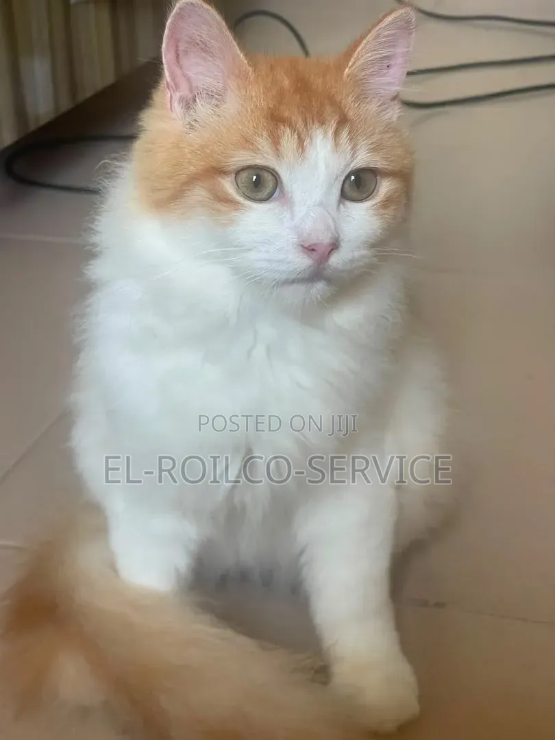 1-3 months Male Purebred Persian
